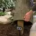 Poly Resin Faux Oak For Outdoor Electrical Outlets Stump Cover | AQS78259