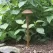 2.5 W Bi-Pin 2750K Drop-In LED 114 Lumens Craftsman Series Mushroom Path Light | CSLCCPL2BL