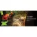 18.8" x 9.8" x 12.7" 12800 rpm Chainsaw | ECHCS7310P28