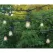 E26 S14 2400K LED Replacement Vintage Patio Bulb | HBLREPLLEDVINWW