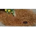 0.5 gpm Watering System | HTRRZWS18