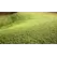 HDS Original Mulch
