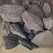 Slate Chips Medium - Scoop | SCMED
