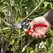 Felco Bypass Young Branch Hand Pruner | FELCO 8