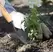 AMES TRANSPLANT TROWEL TEMPERED