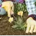 Tempered Steel Hand Weeder | 2447000