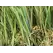 GST Super Natural 80 80 oz/yd2 Synthetic Turf, 80 oz/yd (H) 2 2" x (W) 15' | GSYSUPERNATURAL80