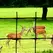 DEER FENCE, 7.5' X 100', C-Flex Plastic Mesh | CN100