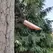 CAST Copper Mr16 Tree Light Or Brs | CCTL2C