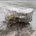 PA Fieldstone Boulders | PAFSBOU