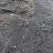 Mushroom Soil | MUSHROOMSOIL