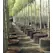 Air-Pot Container Propagation Cell (0.3 gal/1 L), case of 25
