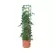 Heavy Duty Tomato Barrel w/Tower