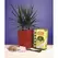 Mosser 4qt Airlayer Grow Kit