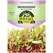 Microgreens, Bull'S Blood Beet - 2 Gram