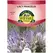 LACY PHACELIA - 2 GRAM