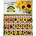 Wetsel 200PKT Sunflower Counter Display