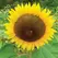 SUNFLOWER, RUSSIAN MAMM 1/2 LB EACH