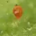 Phytoseiulus persimilis 2,000 per shaker bottle ( Spider Mite )