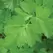 CORIANDER 1