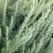 Rosemary 1 oz