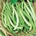 Beans, Topcrop Bush - 50lb