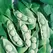 Limas, Fordhook 242 - 1/2lb