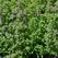 Creeping Thyme 1/4 oz