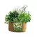 Panacea 5Gal Grow Bag Herbs
