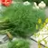 Dill, Fernleaf 1/2 oz