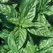 Basil, Lemon 1/4 oz