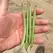 BEANS, STRIKE BUSH - TREATED 50