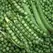 Peas, Green Arrow - 50lb