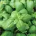 Basil, Sweet Lbs