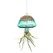 APM Air Plant Jellyfish Lake Green/Gold