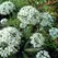 Garlic Chive 1 oz