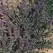Hyssop 1 oz