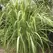 Lemon Grass 1/2 oz