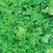 LETTUCE, SALAD BOWL - 1/2 OZ EACH (GREEN)