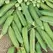 Peas, Maestro Treated - 50lb