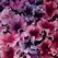 PETUNIA, DADDY MIX 1000/PKT
