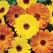 CALENDULA PACIFIC BEAUTY-1/2OZ EACH