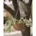 Pancea 14" Hanging Basket White Growers