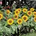 SUNFLOWER, BIG SMILE 500/PKT