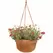 Bloem 12" Dura Cotta Hanging Basket Terra Cotta