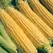 CORN, ILLINI XTRA SWEET 1/2