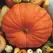 Pumpkin, Big Max - 1/2lb