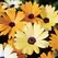 AFRICAN DAISY AURAN. MIX 1/8 EACH