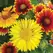 GAILLARDIA, MIXED 1/8 OZ. EACH