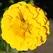 ZINNIA, CANARY BIRD 1/4 OZ. EACH